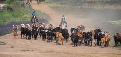 e035 de koeien en kalveren, A Campo Abierto