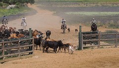 e036 de koeien en kalveren, A Campo Abierto