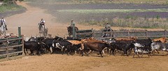 e037 de koeien en kalveren, A Campo Abierto