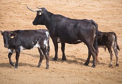 e038 de koeien en kalveren, A Campo Abierto