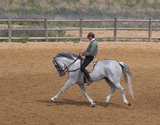 e043 Spaanse dressuur, A Campo Abierto