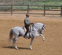 e045 Spaanse dressuur, A Campo Abierto