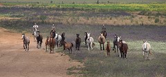 e046 de jonge paarden, A Campo Abierto