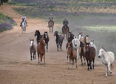 e047 de jonge paarden, A Campo Abierto