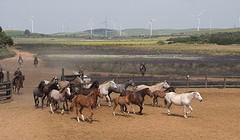 e048 de jonge paarden, A Campo Abierto