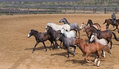 e049 de jonge paarden, A Campo Abierto