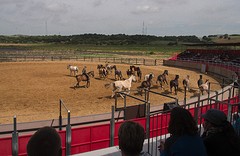 e052 de jonge paarden, A Campo Abierto