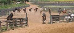 e054 de jonge paarden, A Campo Abierto