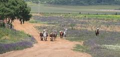 e059 A Campo Abierto