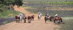 e061 A Campo Abierto