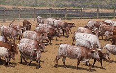 e064 A Campo Abierto - kopie