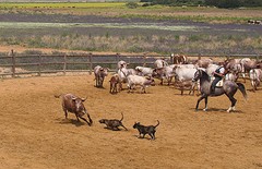 e066 A Campo Abierto - kopie