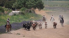 e069 de zware jongens, A Campo Abierto - kopie