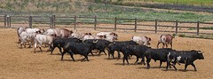 e070 de zware jongens, A Campo Abierto - kopie