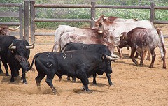 e071 de zware jongens, A Campo Abierto - kopie