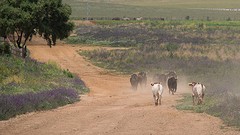 e075 de zware jongens, A Campo Abierto - kopie