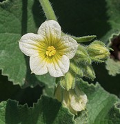 e077 bloem van augurkachtige - kopie