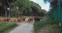 e095 weg achter onze caravan, camping Pinar San José, Los Caños de Meca