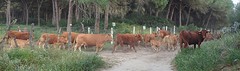 e096 weg achter onze caravan, camping Pinar San José, Los Caños de Meca