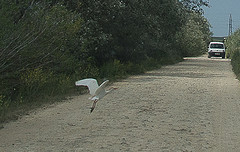e106 een vogel op zeer landelijke weg van Benalup naar Zahara de los Atunes