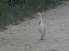 e107 nog een vogel op zeer landelijke weg van Benalup naar Zahara de los Atunes