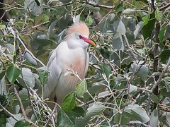 e108 broedplek voor vogels