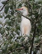 e109 broedplek voor vogels