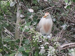 e110 broedplek voor vogels