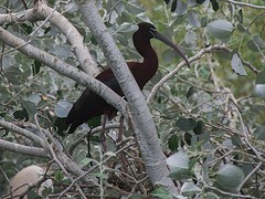 e111 broedplek voor vogels