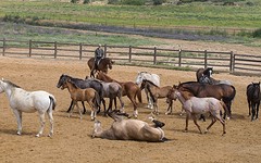 e050 de jonge paarden, A Campo Abierto