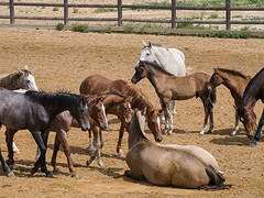 e051 de jonge paarden, A Campo Abierto