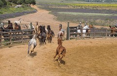 e053 de jonge paarden, A Campo Abierto