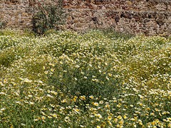e130 Castillo de las Almadrabas, Zahara de los Atunes