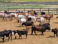 e039 de koeien en kalveren, A Campo Abierto