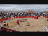 video koeien en stieren