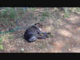 VIDEO NATURISTENCAMPING
