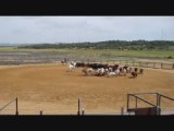 A Campo Abierto nogmaals koeien en kalveren