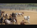 A Campo Abierto jonge paarden
