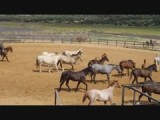 A Campo Abierto nogmaals jonge paarden