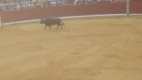 stier rent arena in