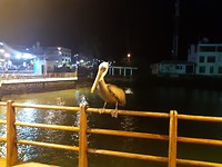 20181102_200422