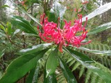 Blumen im Regenwald
