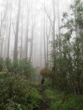 Mystische Stimmung im Regenwald