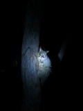 Possum!