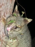 Possum!