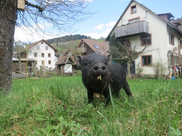 Schwein