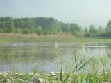 Pelicans at lake Kerkini