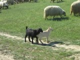 Sheep herd Romania