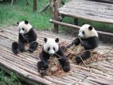 Panda's!