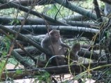 Monkeys!